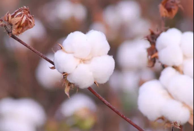 棉籽油精煉加工設備，企鵝機械提高油料綜合利用率(圖1)